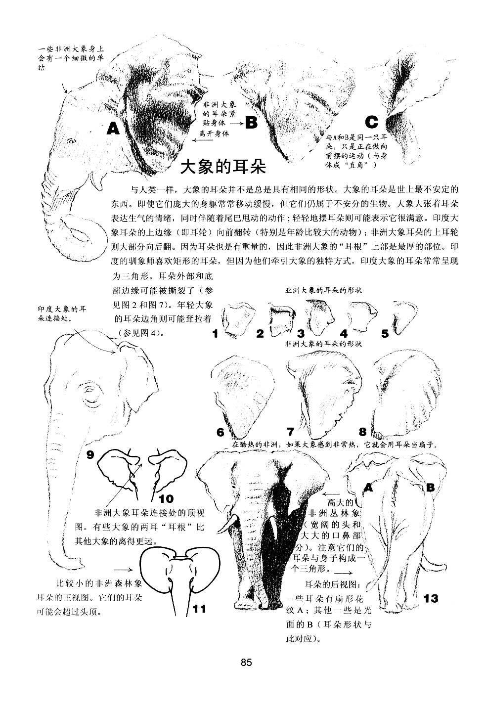 世界绘画经典教程：动物素描-搜狐大视野-搜狐新闻