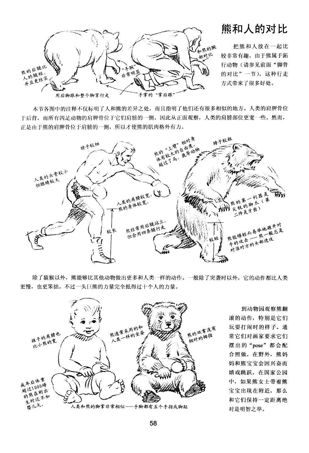 世界绘画经典教程：动物素描-搜狐大视野-搜狐新闻