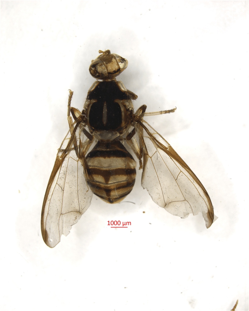 海关科普之你不知道的实蝇监测_检疫