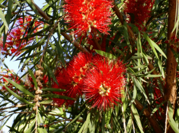 一种长了红毛花的树用处广泛苗农们喜爱