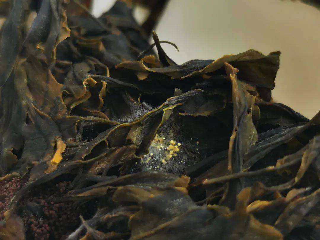 黑茶金花与黄曲霉图片图片