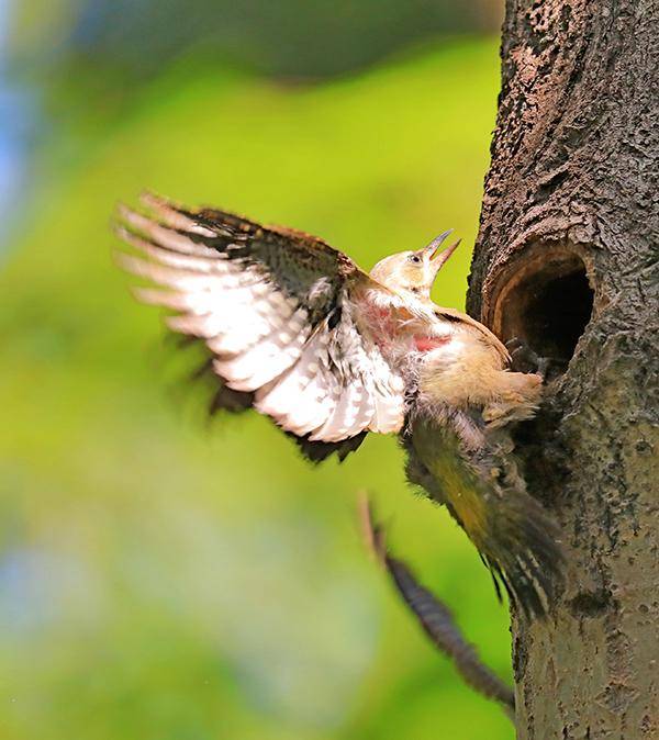 啄木鸟幼鸟图片