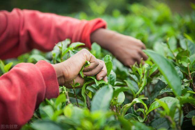 无公害茶叶优良种植技术做好修剪和病虫害防治确保茶叶的品质