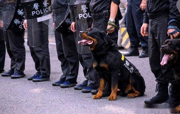 狗狗品种这么多,为什么最适合当"警犬"的只有这7种?_杜宾