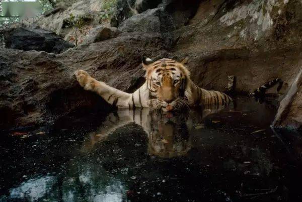 的摄像机"陷阱",bandhavgarh国家公园的一只雌虎给自己来了一张自拍