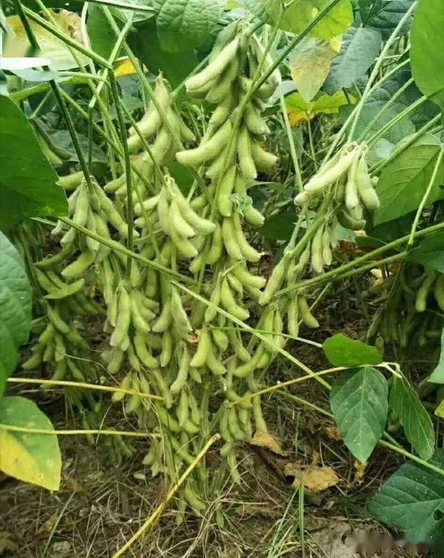 花生甘薯大豆最好用的控旺药剂控旺又治病喷一遍顶二遍