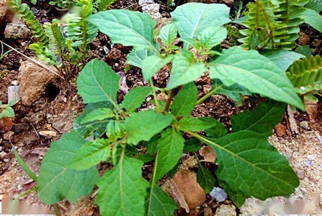 农村常见的野草很多人当野菜吃其实叶子和果子都有毒小心