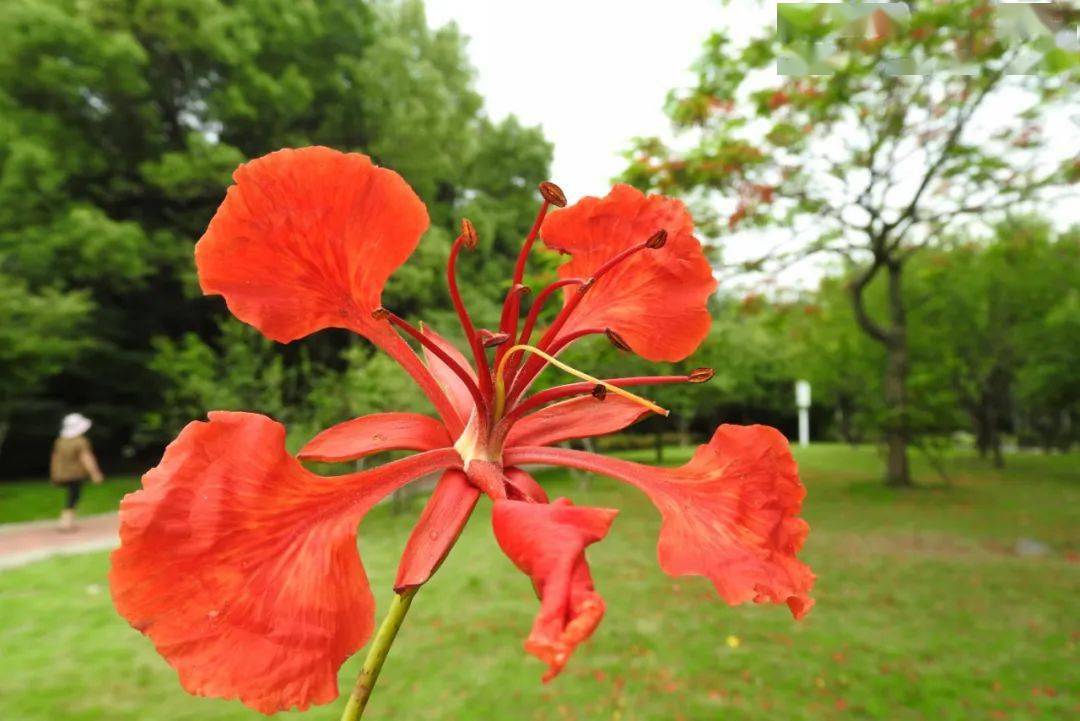 福州又添网红打卡点,这种花,盛开时美呆了!