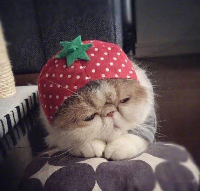 好可爱的加菲猫,可是你为什么这么忧伤呢