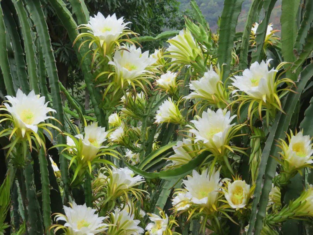 3 接受清晨的洗礼 是对美丽的尊重 清晨,蜜蜂也开始被火龙果花吸引