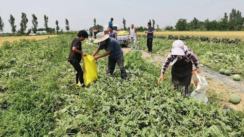 瓜田里爱心奔跑24小时这群吃瓜群众太暖了