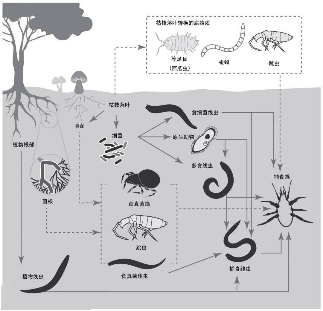 不同于臭名昭著的寄生线虫蛔虫,这些形形色色的土壤线虫大多无害,在