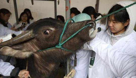 全网最详细的牛风湿病的针灸治疗方法,值得转发,教你如何养好牛