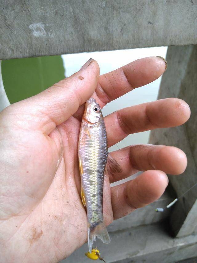 钓了那么多年鱼北方钓友从来没有见过这种鱼