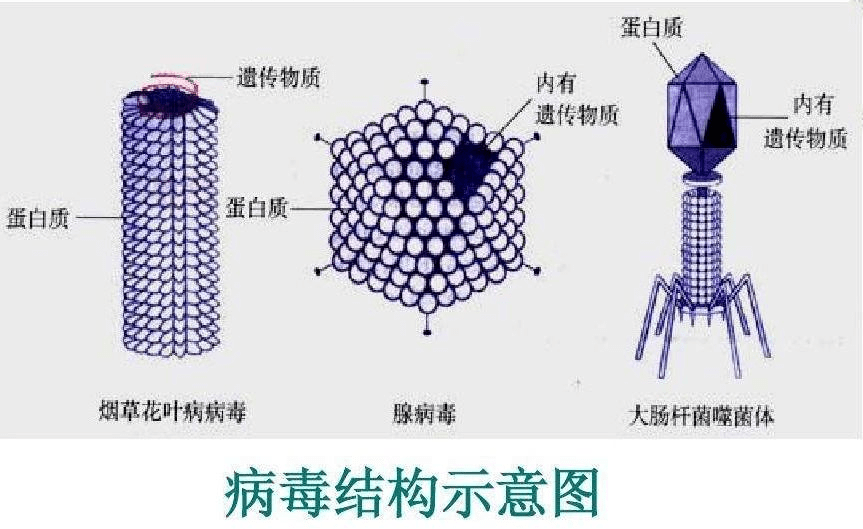 新冠病毒内部结构图图片