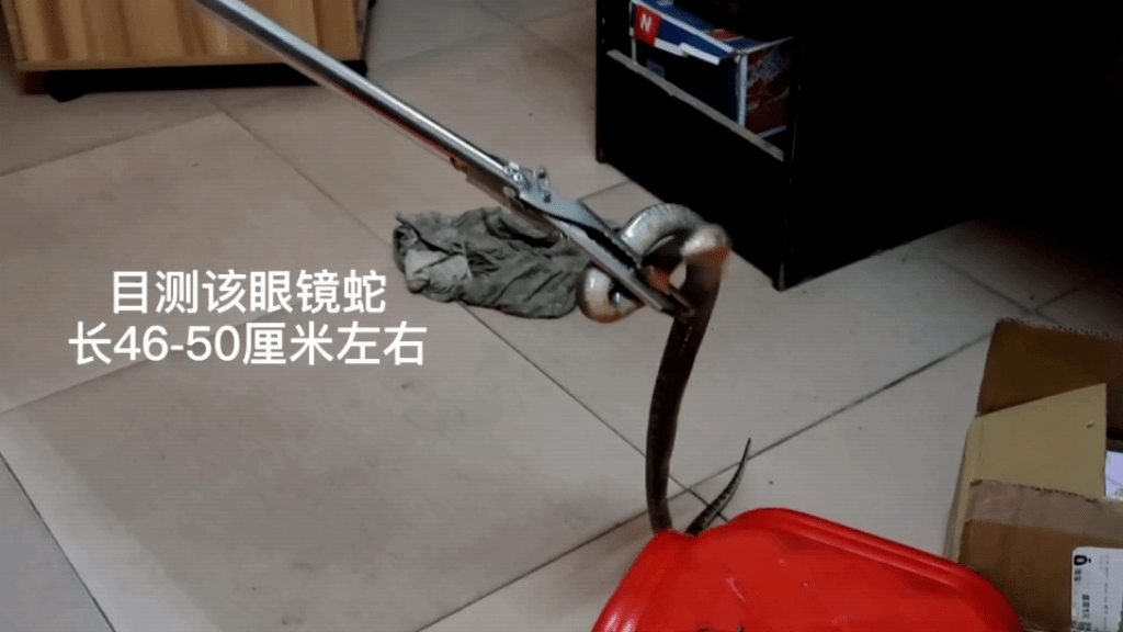 根据目测该眼镜蛇长46—50厘米左右,消防救援人员利用专业捕蛇工具将