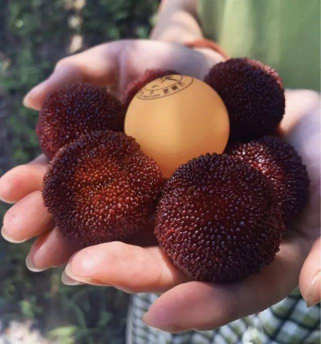 盛夏福利夏天怎么少得了这一口个大多汁泰顺包垟湖畔杨梅