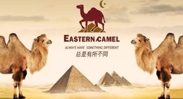 ecy东方骆驼图片