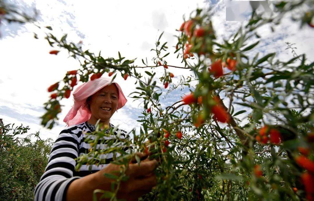 这还是你熟悉的银川吗?真的太美啦!