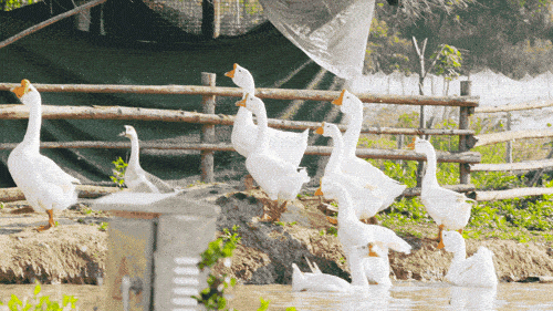 农场里养了 4 匹马,4 头可爱的小黑猪,20 多头羊,100 多只鸡,10 几只