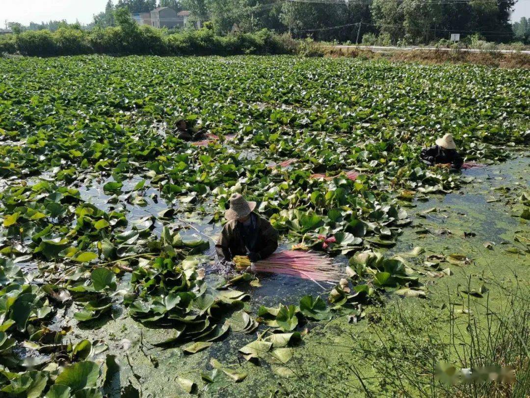 睡莲种植合作社将黄渡,伍湖及周边村的13户建档立卡户全部聘请到基地