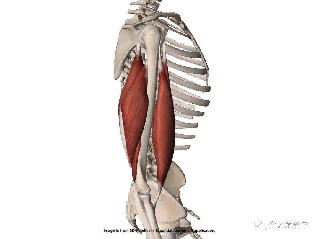 在人类,肱二头肌有两个头,由于肱骨的扭转变化,除非手臂完全外旋,否则