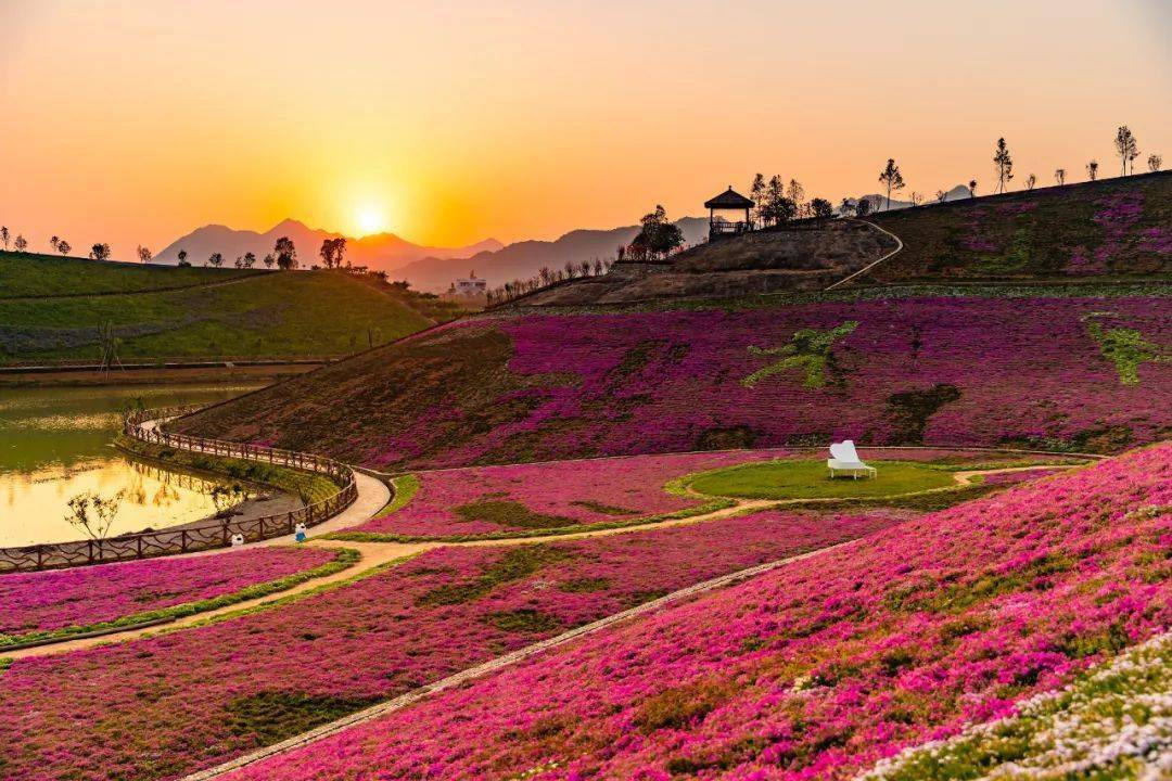 在安化茶乡花海生态文化体验园,投资人黄朗云正指导员工对新一季的