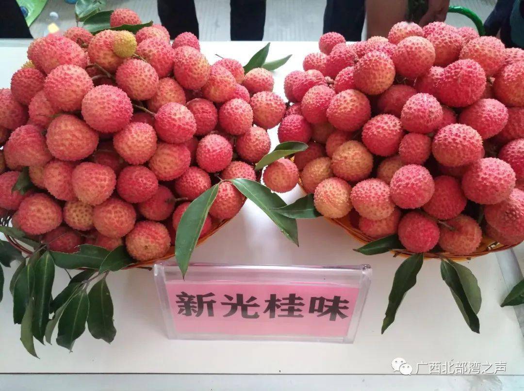 bbr在现场又是一年仲夏时灵山荔枝缀满枝