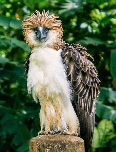 给中国人留下童年阴影的超级猛禽其实是个行走的表情包