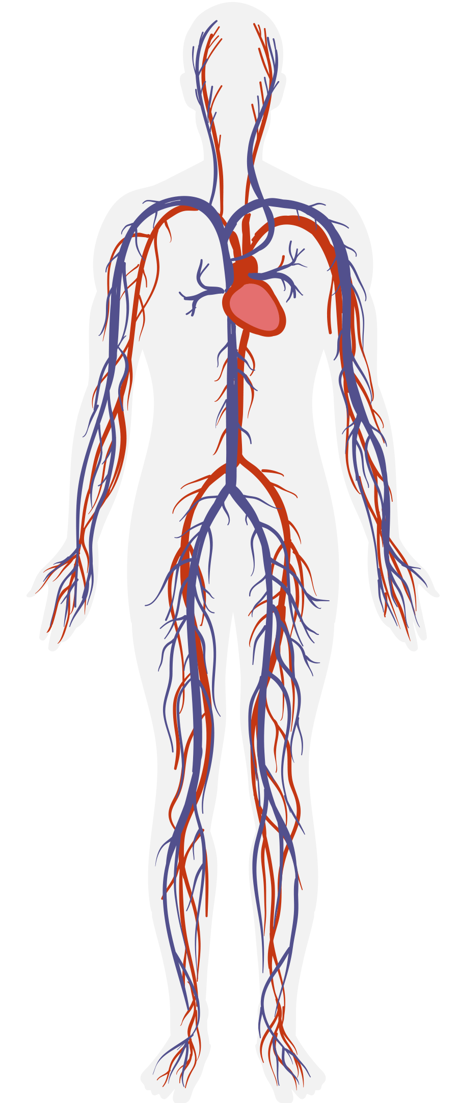 血液是生命的长河,如果将动脉,静脉,毛细血管连在一起,其总长约为10万