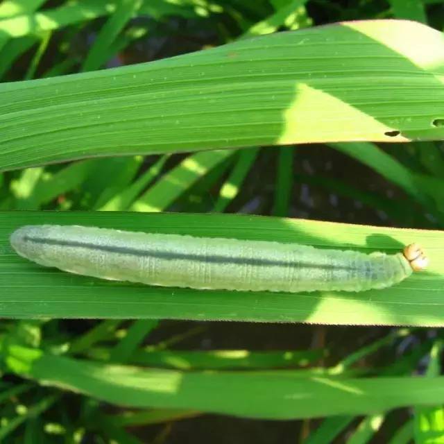 水稻虫害大全收藏版