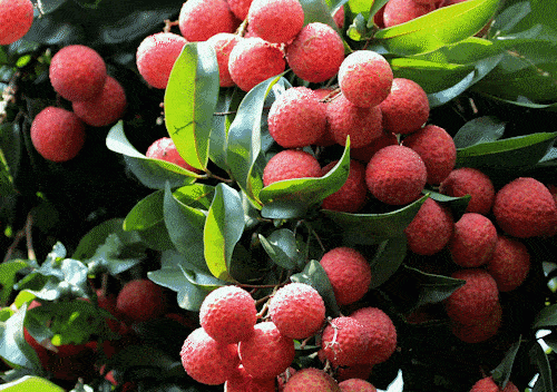 苏轼日啖荔枝三百颗