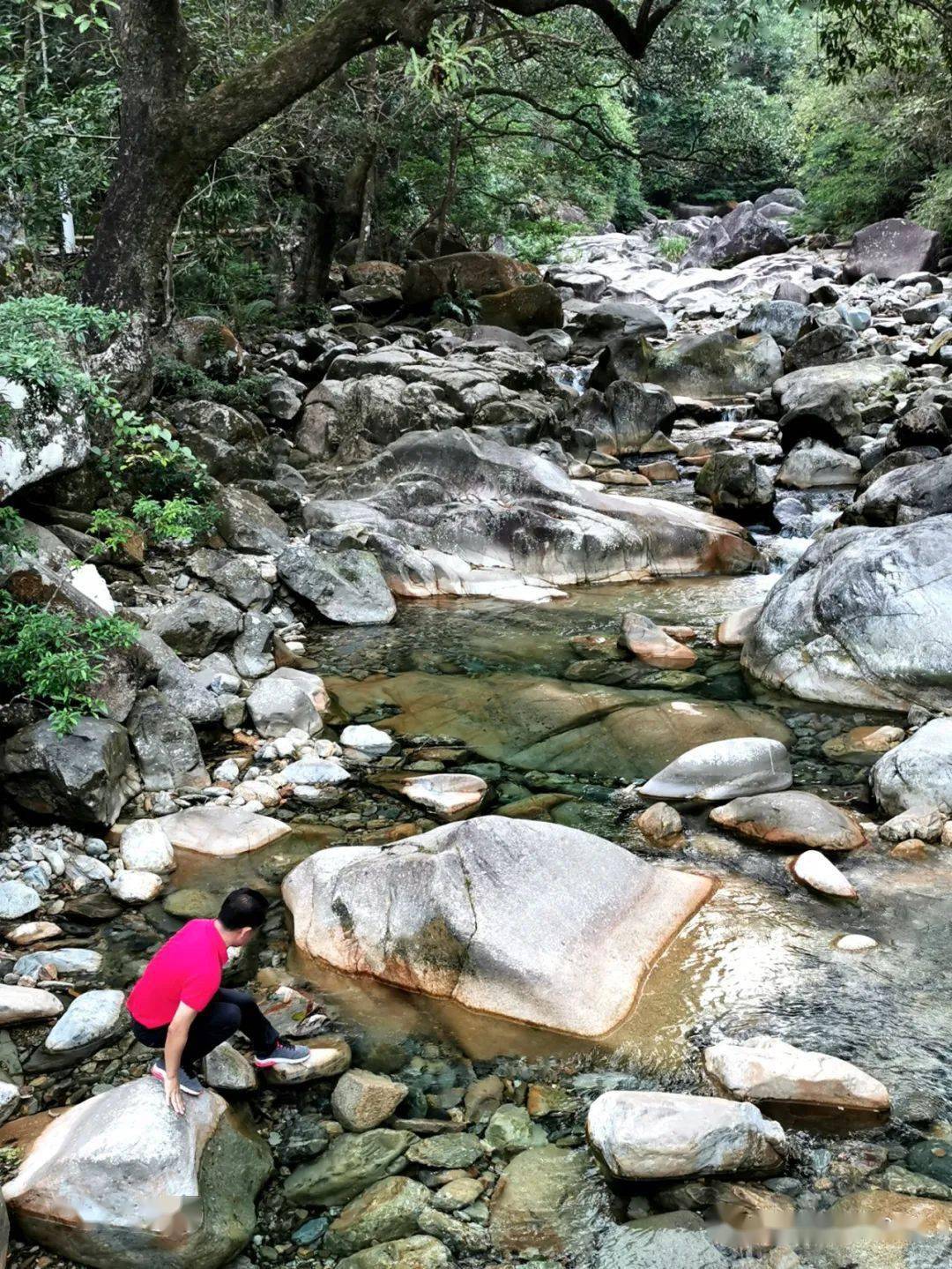 富哥话英德寻找石门台乱石坡野生古茶树