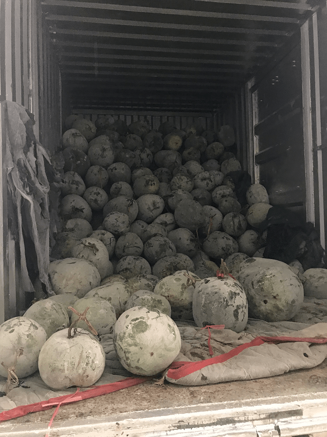 江心医助力脱贫攻坚驻村第一书记助农带货卖了7吨滞销灰皮冬瓜