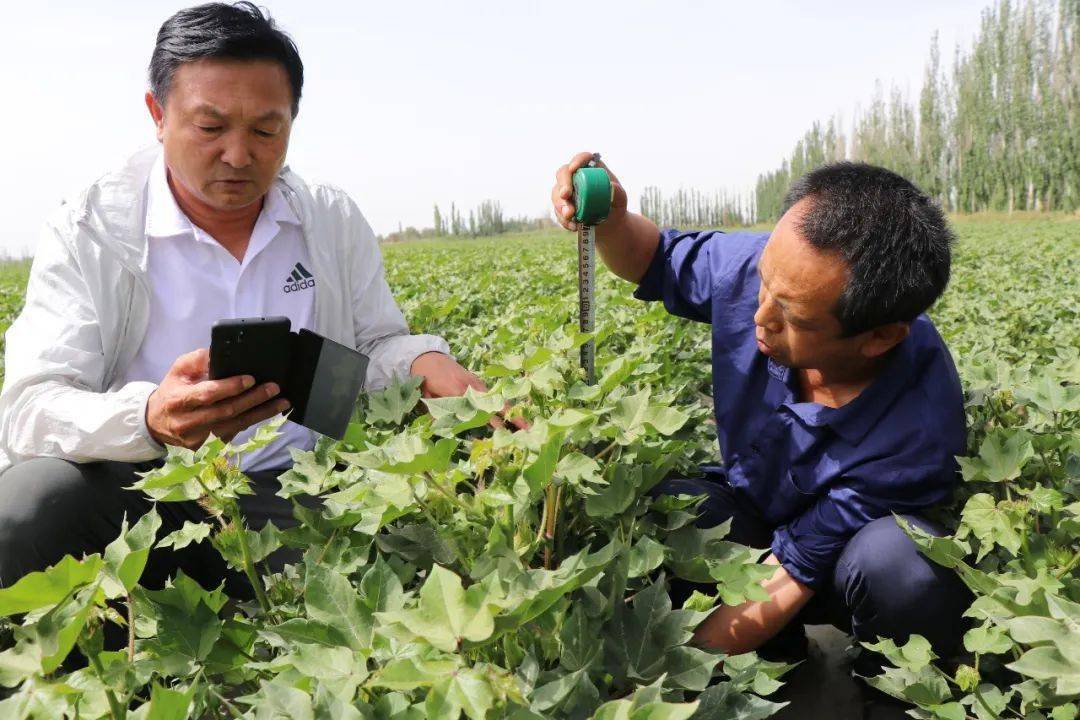 农业产业新疆利华吹响狠抓田管提质增效冲锋号