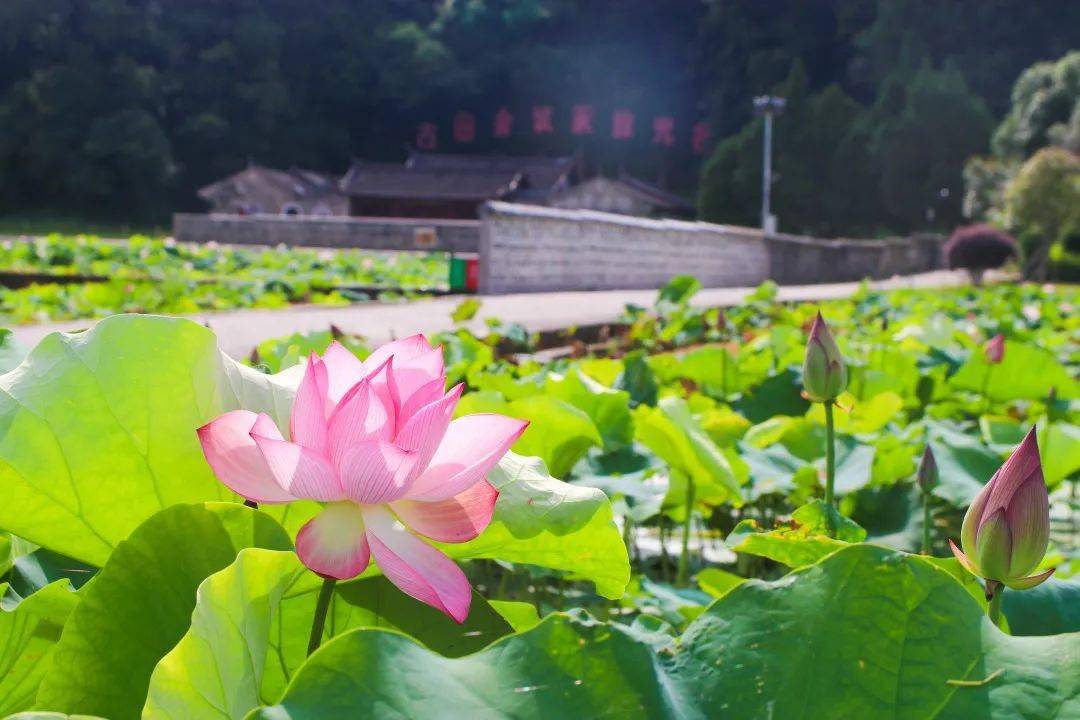 【为"荷"遇见】古田旅游区百亩荷花竞相绽放_手机搜狐网