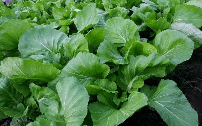 三,芥菜 230毫克芥菜有着独特的清香,口感苦甘,在我们这里,上火了都会