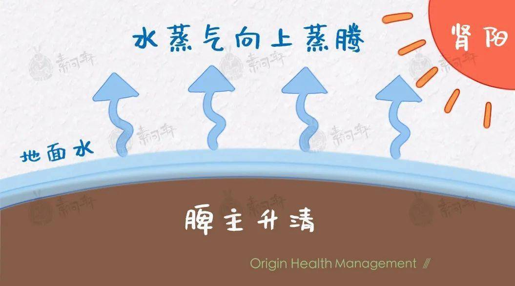 只不过地表水蒸气向上蒸腾过程——代表脾主升清对应在人身体里的水利