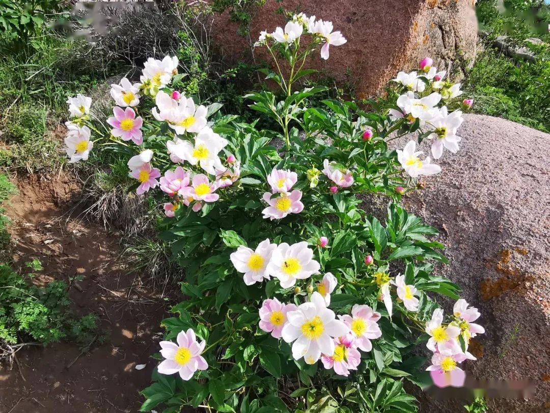 白彦花大桦背上300亩芍药盛放太美了