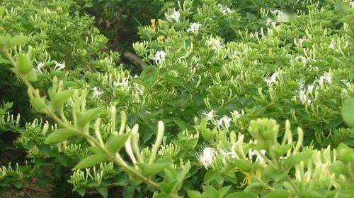 买一送一,不到30元的的驱蚊"金钟罩",一喷蚊子立马消失