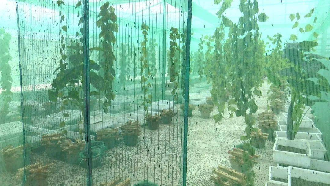 日处理餐厨垃圾30吨钟祥市养殖黑水虻实现餐厨垃圾无害化资源化处理