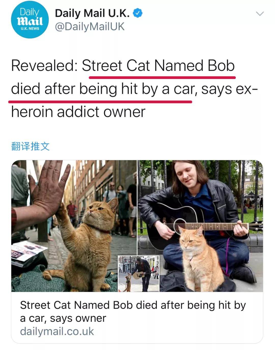 流浪猫鲍勃的葬礼图片