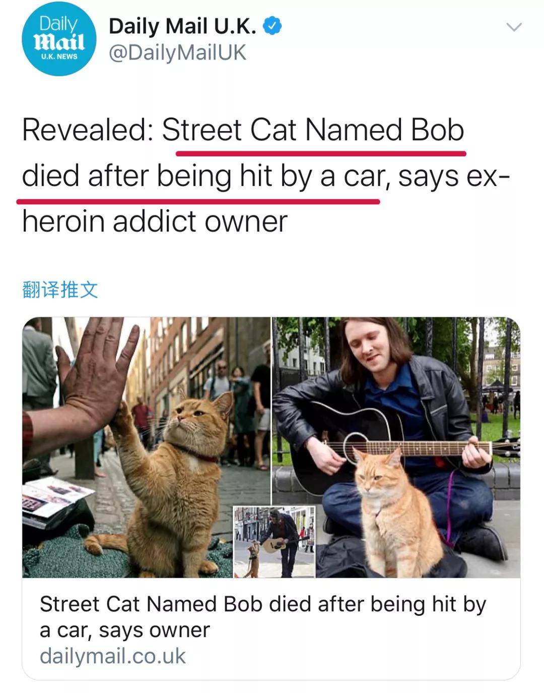 流浪猫鲍勃并非老死，而是死于车祸！