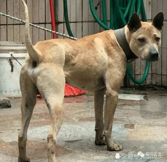 四,箭毛獵犬箭毛獵犬是湖北黃石周邊地區的一種原生犬種,又稱西狗,其