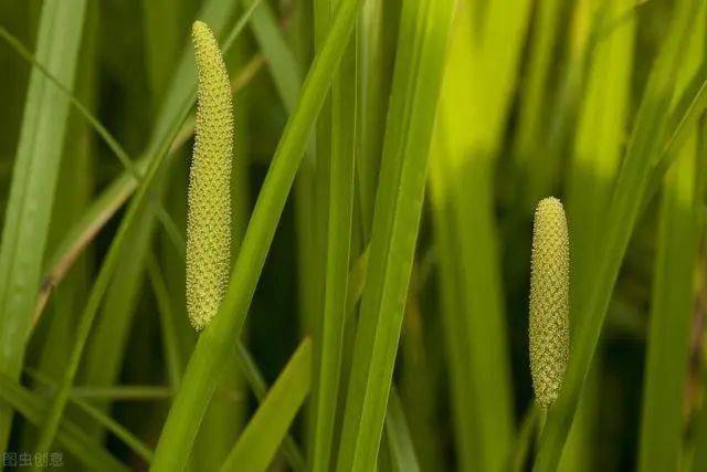 端午抚摸香草领略香氛疗愈身心