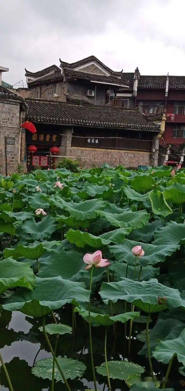 乾州古城胡家塘的荷花远近有名,成为一大风景.