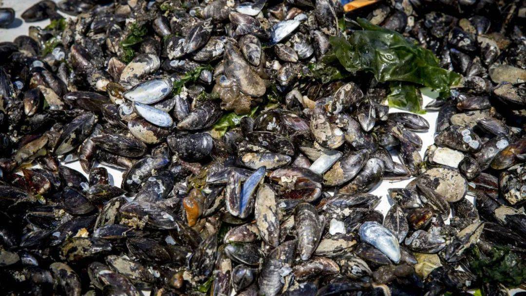 荷兰泽兰省海滩养殖场的青口和生蚝感染有毒物质_贝类