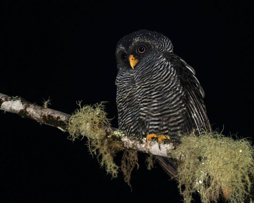 猫头鹰家族漫谈三林鸮属