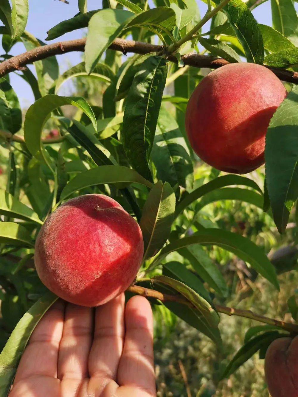 紧急助农!别让这十几万斤好桃烂在地里