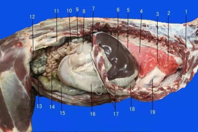 羊胃的结构图片大全图片